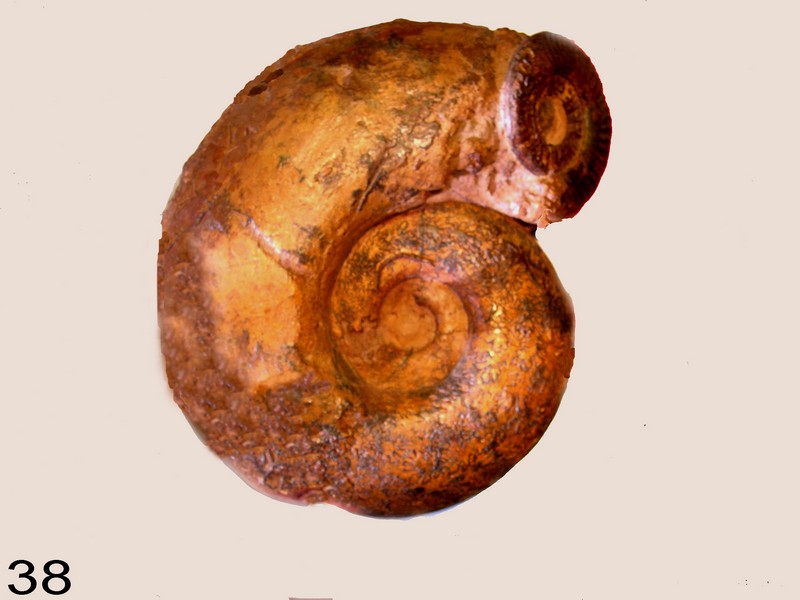 Lytoceras